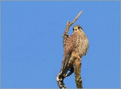 <p>POŠTOLKA OBECNÁ (Falco tinnunculus) /Common kestrel - Turmfalke/</p>